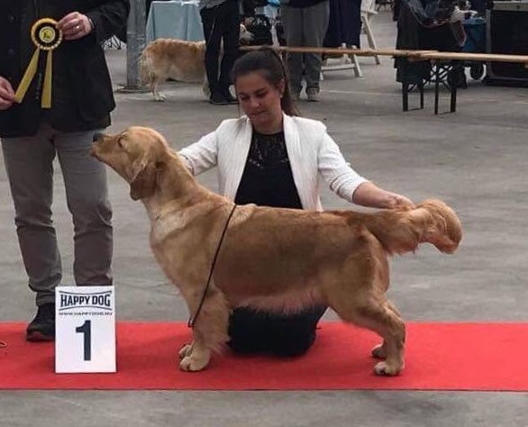 OLVINGLAY ALL EYES ON ME – Junior Dutch Champion, Junior Benelux Winner 2017, Benelux Winner 2017