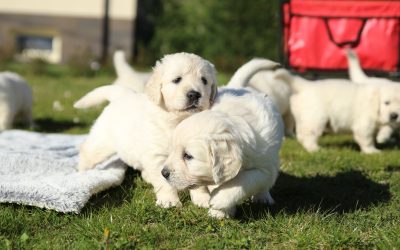 Quante ore può camminare un cucciolo di 3 mesi?