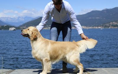 National Dog Show Laveno