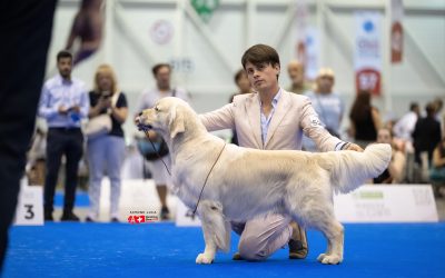 WORLD DOG SHOW