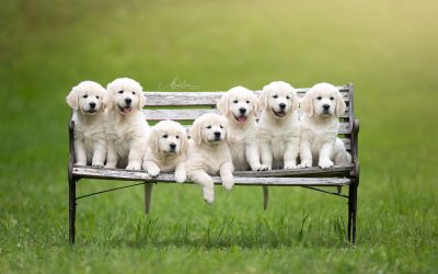 Come cresciamo i nostri cuccioli Golden Retriever: il metodo Olvinglay