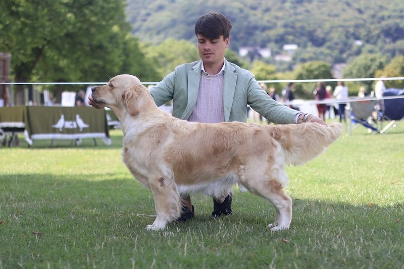 NATIONAL GUNDOG CHAMPIONSHIP SHOW