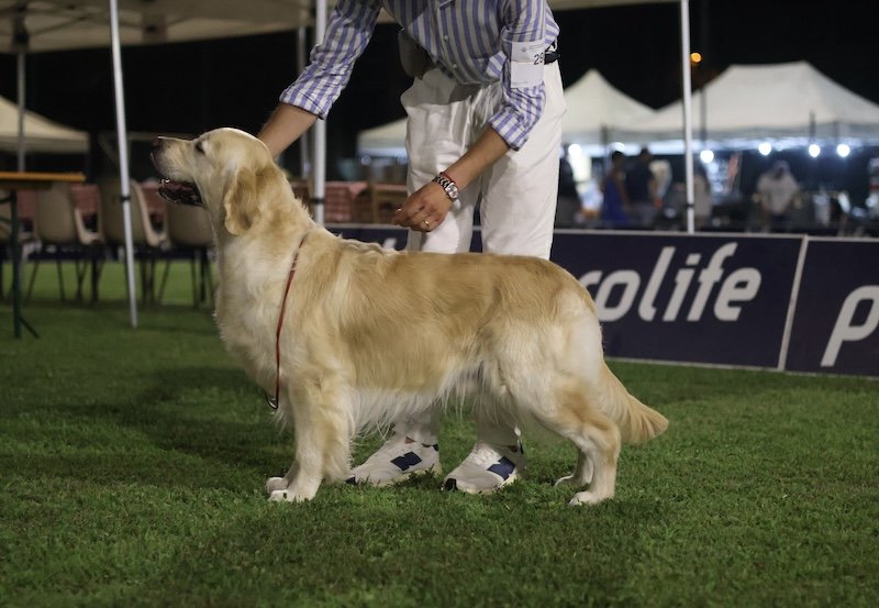 NATIONAL SHOW MODENA