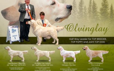 Halfway Our Dog Top Breeder UK