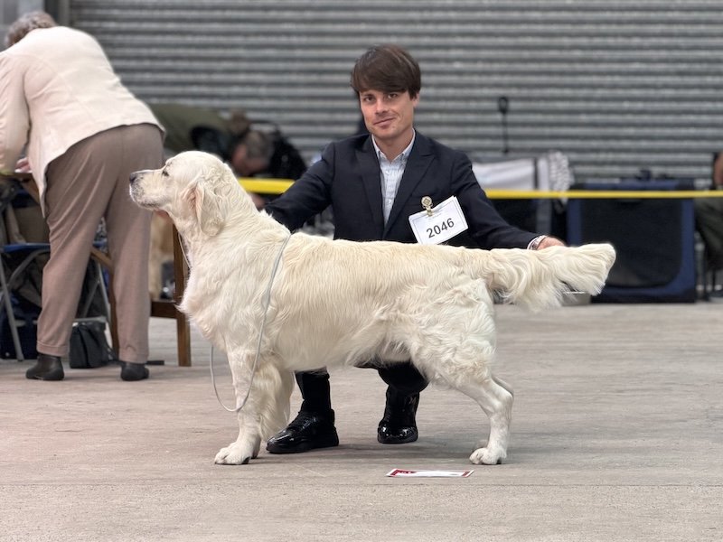 SOUTH WALE CHAMPIOSHIP SHOW UK