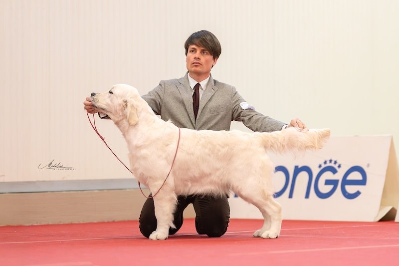 INTERNATIONAL SHOW CESENA