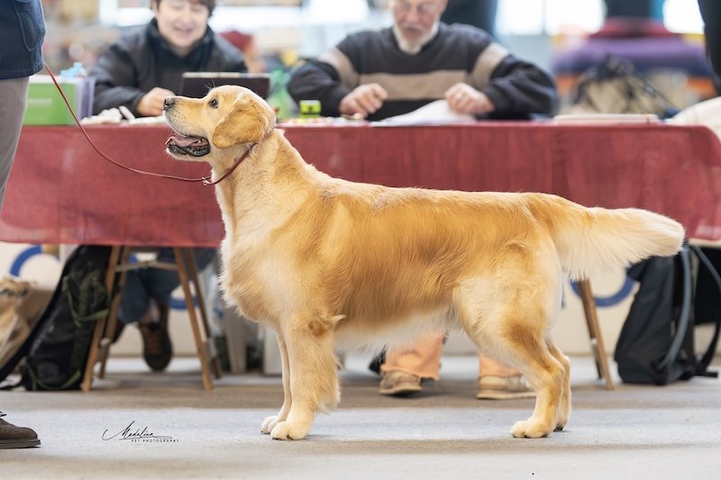 INTERNATIONAL SHOW ALESSANDRIA