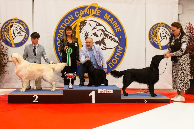 INTERNATIONAL SHOW ANGERS (FRANCE)