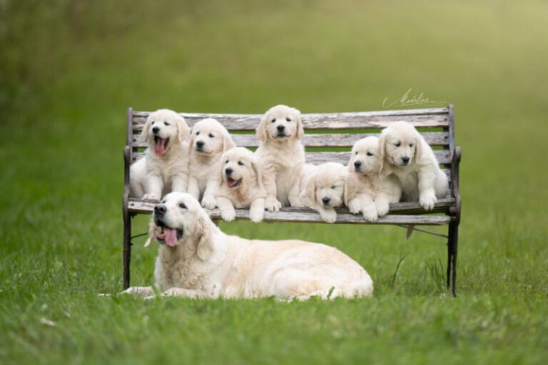 Cuccioli alta genealogia