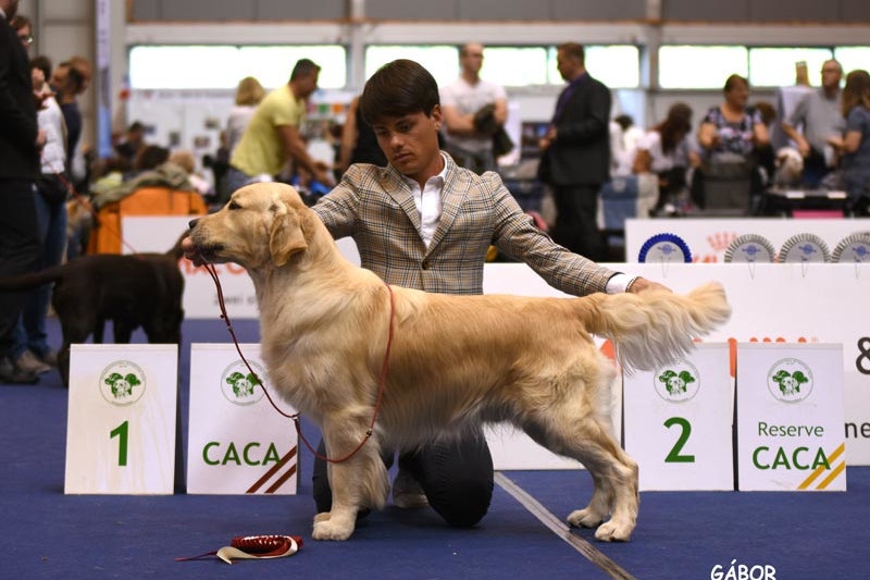 OLVINGLAY THE POWER OF LOVE – 1st Yearling Class Grc Championship Show 2016, Junior Luxembourg Ch. | Junior Swiss Ch., 3rd Intermediate Class WDS 2017, Enci Winner 2018 | Italian Champion