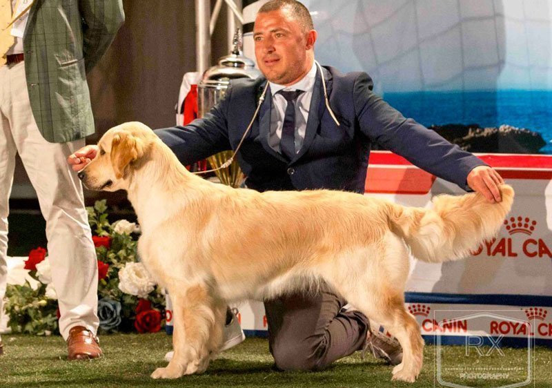 OLVINGLAY VENUS AMOR – Junior Malta Champion, Malta Champion