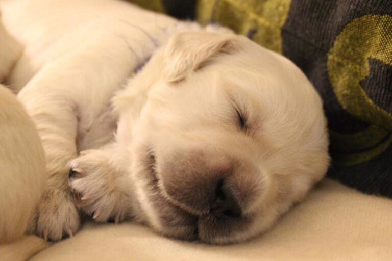 Gallery cuccioli Olvinglay (1)