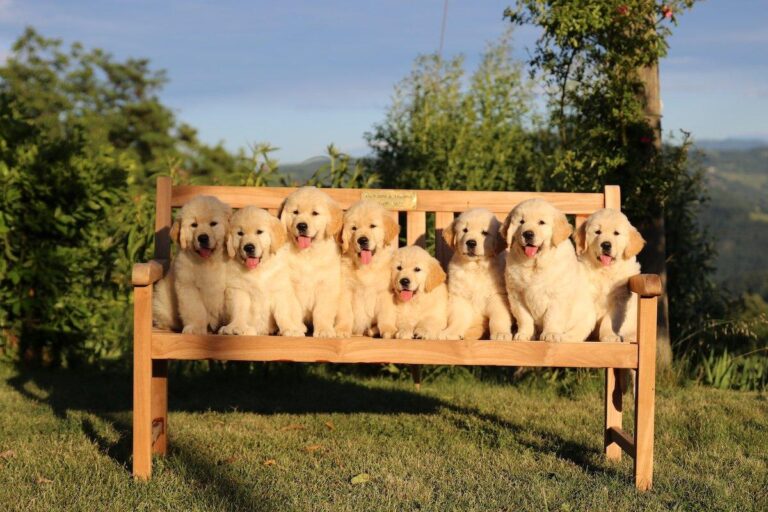 Gallery cuccioli Olvinglay (10)
