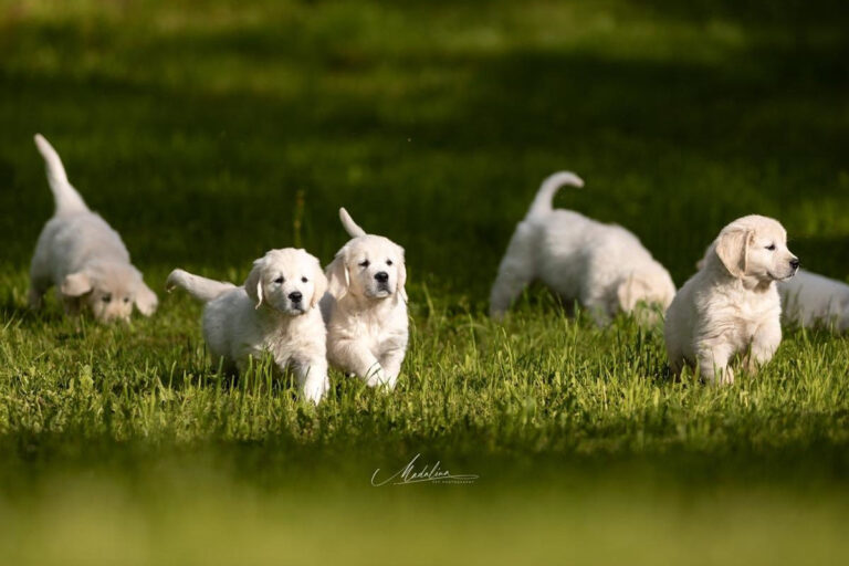 Gallery cuccioli Olvinglay (11)