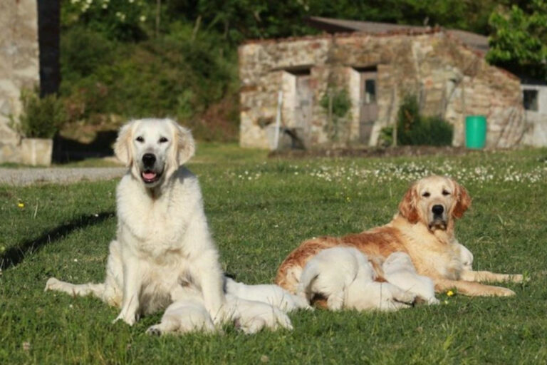 Gallery cuccioli Olvinglay (14)