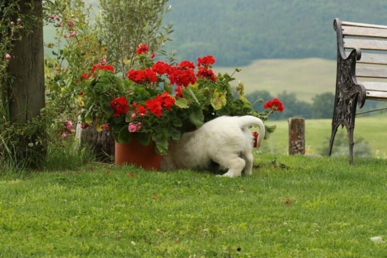 Gallery cuccioli Olvinglay (17)
