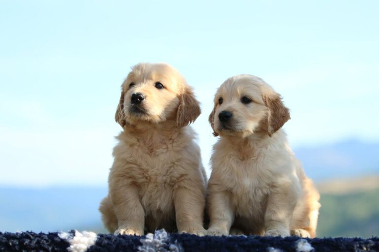 Gallery cuccioli Olvinglay (18)