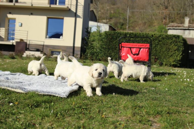 Gallery cuccioli Olvinglay (2)