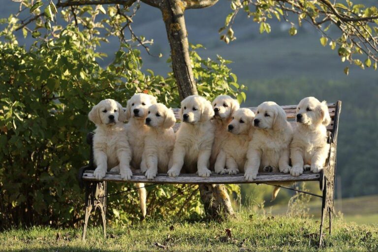 Gallery cuccioli Olvinglay (20)