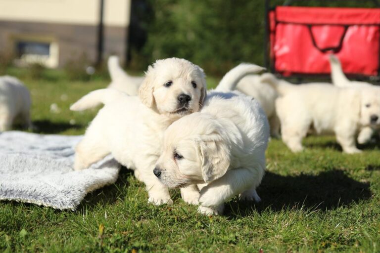 Gallery cuccioli Olvinglay (3)
