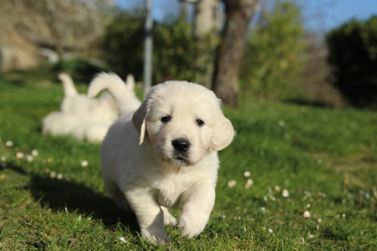 Gallery cuccioli Olvinglay (4)