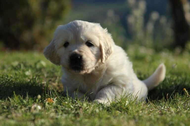 Gallery cuccioli Olvinglay (5)