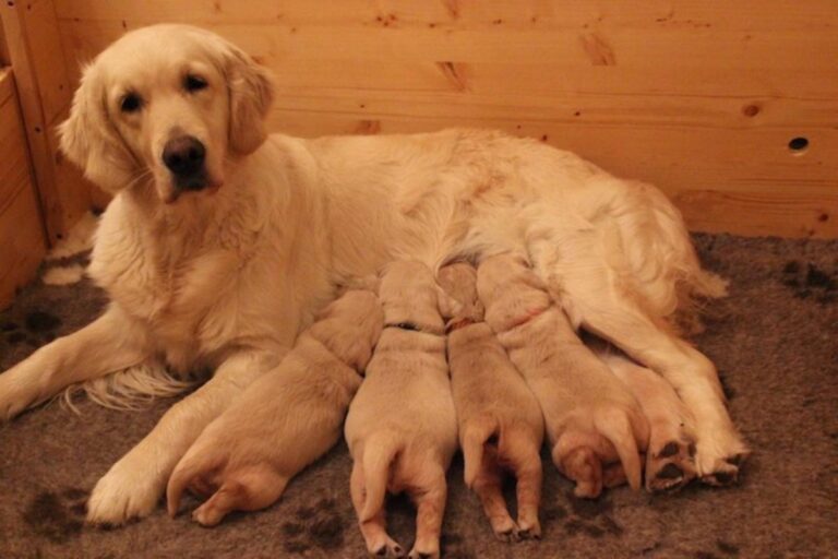 Gallery cuccioli Olvinglay (6)