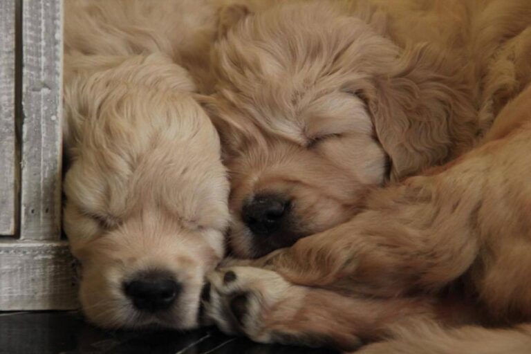 Gallery cuccioli Olvinglay (7)
