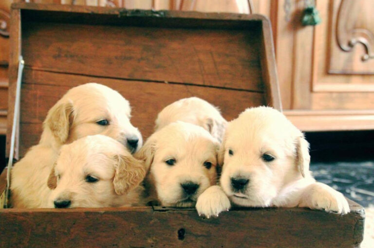 Gallery cuccioli Olvinglay (8)