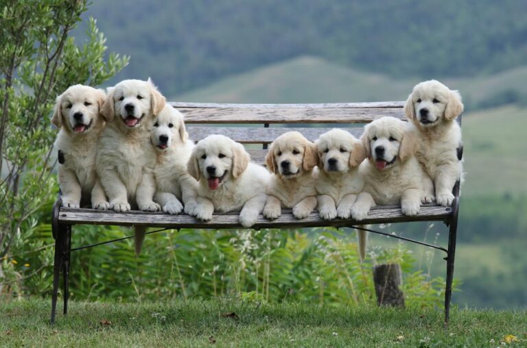 Gallery cuccioli Olvinglay (9)
