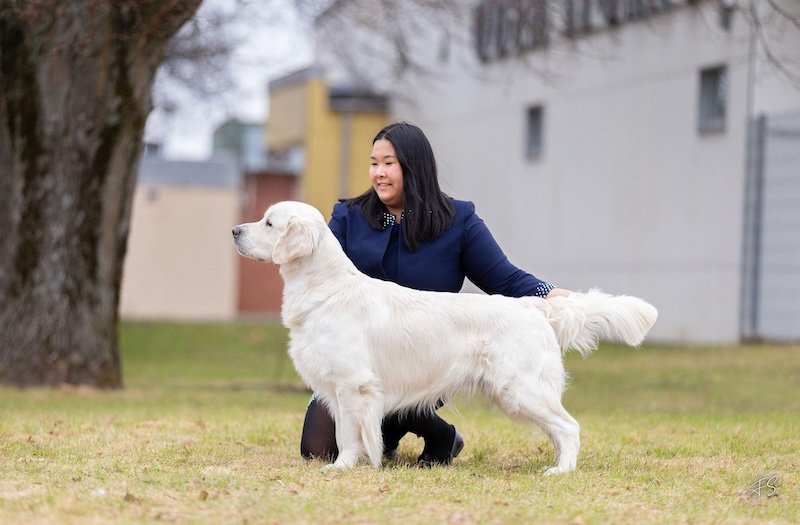 OLVINGLAY MASERATI – Puppy European Winner 2024