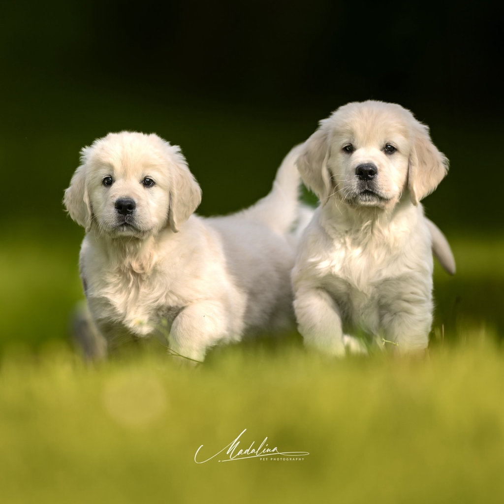 allevamento-golden-retriever-certificato-enci--cucciolo