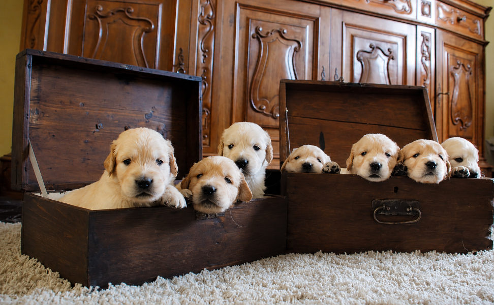 cucciolata golden retriever