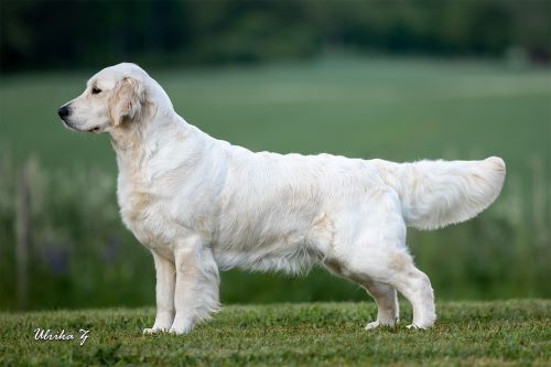 Foto di madre: Ch Dewmist Dynamique