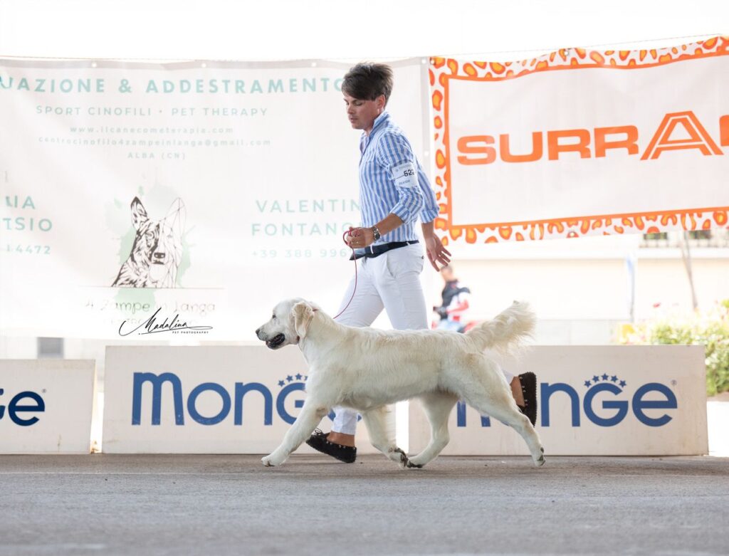 INTERNATIONAL SHOW ALBA