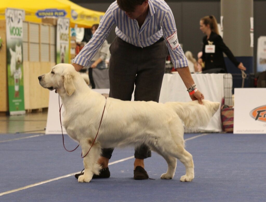 International Dog Show Salzburg I