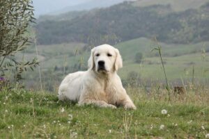 Foto 4 di Olvinglay Evviva