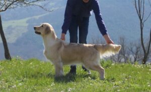 Foto 5 di Pinkerly Omnia Vincit Amor