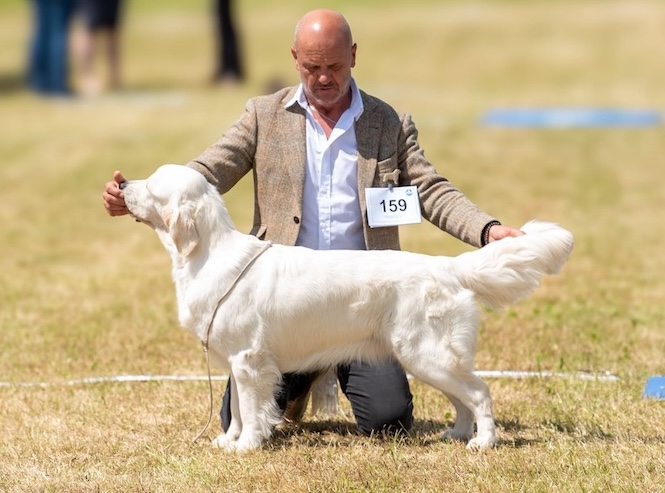 OLVINGLAY LETIZIA – Swiss Junior Champion, Slovenian Champion
