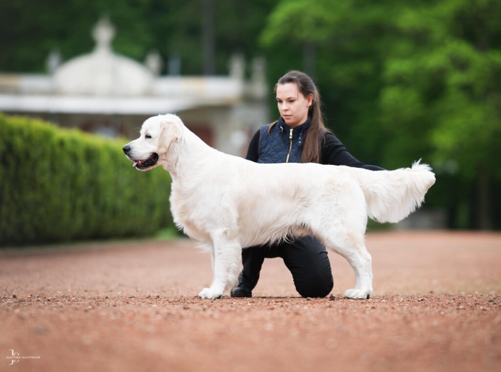 OLVINGLAY PHILOSOPHER – Lituanian Junior Champion, Polish Junior Champion, International Junior Champion, Hungarian Champion