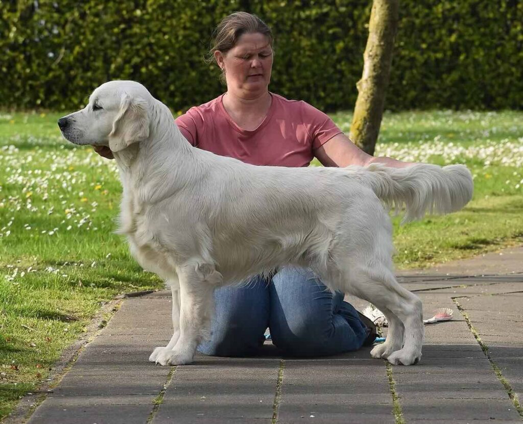 OLVINGLAY PORTOFINO – Belgian Junior Champion