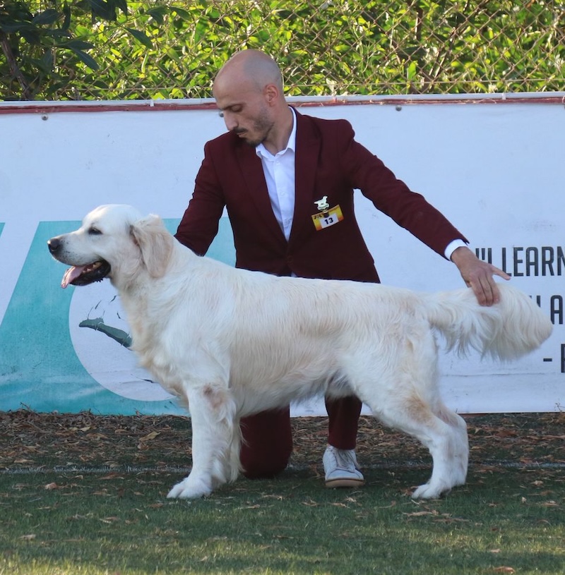 OLVINGLAY TRIQUETRA – Malta Junior Champion, Malta Champion, Malta Show Champion, Malta Top Junior Gundog '24