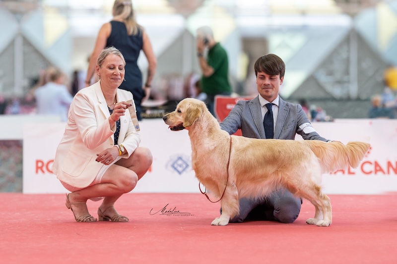 World Dog Show 2026